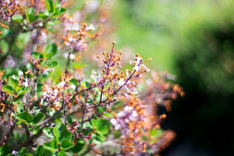 garden pl takumar bokeh 8.jpg