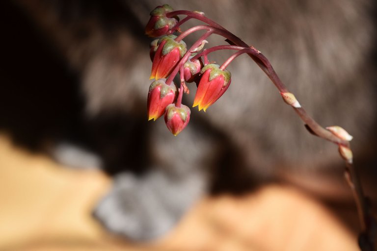 echeveria purpusorum flowers 4.jpg