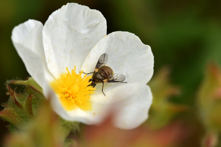 round brown fly cistus 4.jpg