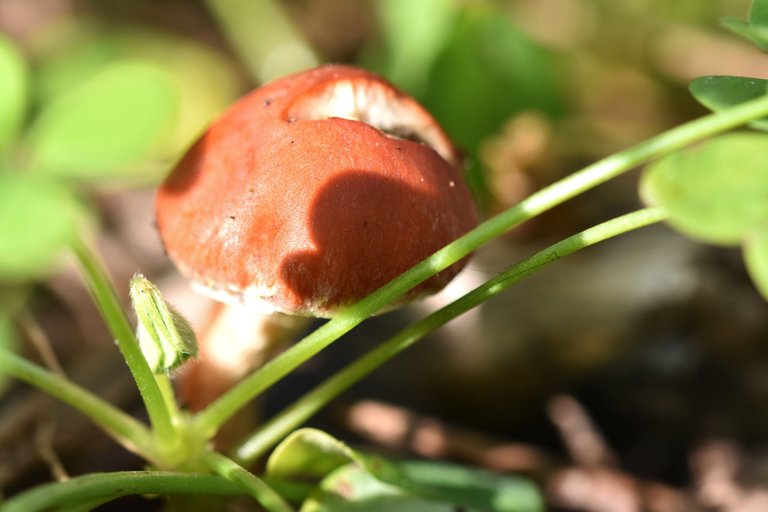 red mushroom park 2.jpg