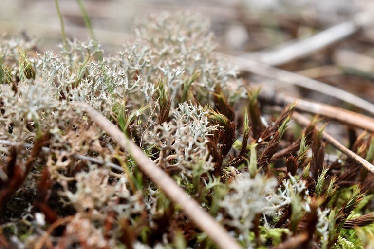 Cladonia rangiferina lichen moss 3.jpg