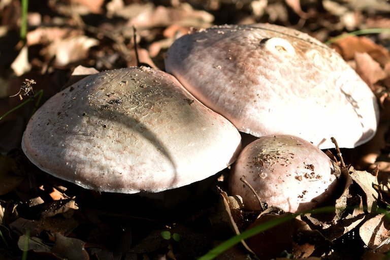 white mushrooms black gills pt 9.jpg