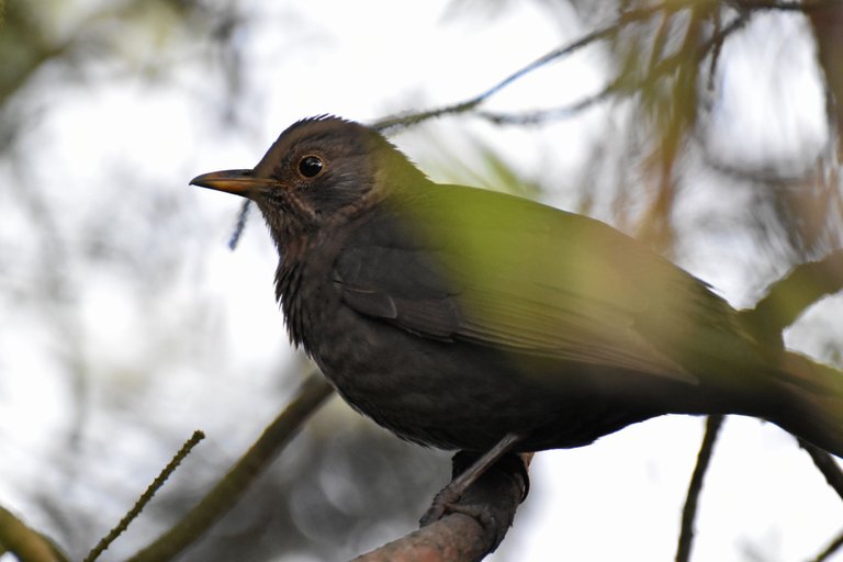 blackbird female pl 10.jpg