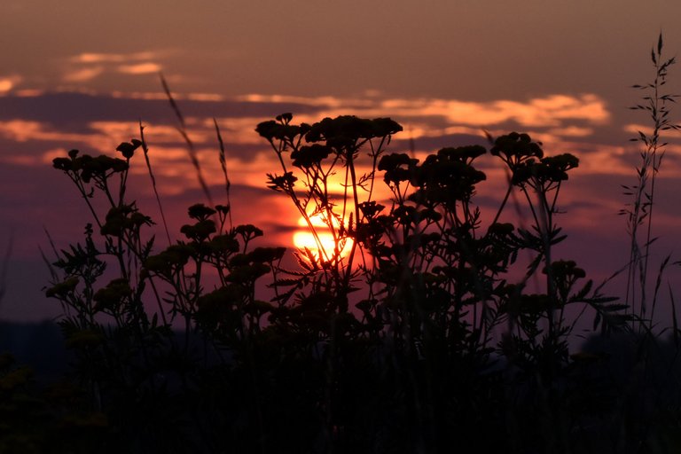 sunset grass silhouette pl 3.jpg