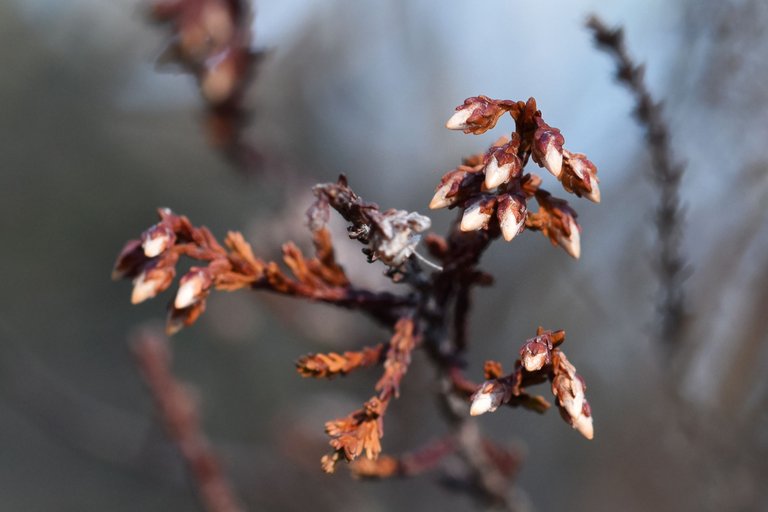 dry heather milk bokeh 3.jpg