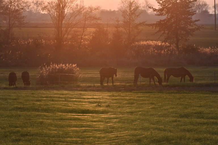 horses webs pl 1.jpg