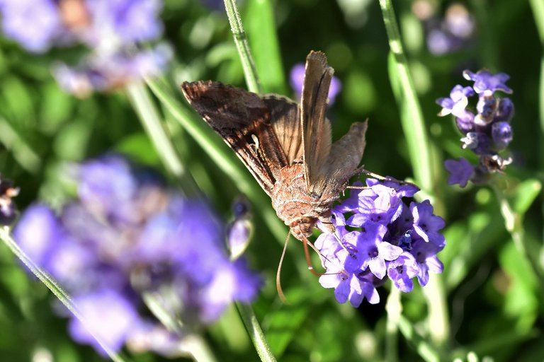 Silver Y moth lavender pl 2.jpg