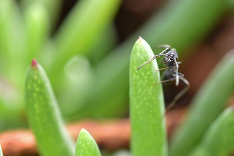 black ant ice plant 1.jpg