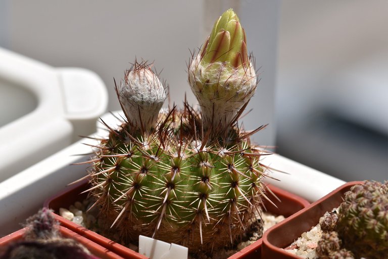 Notocactus mueller-melchersii buds 2021 8.jpg