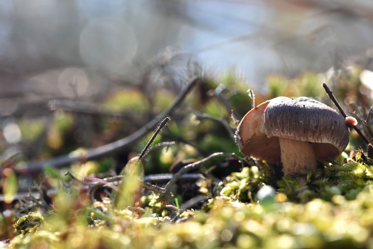 mushrooms pine needles 4.jpg