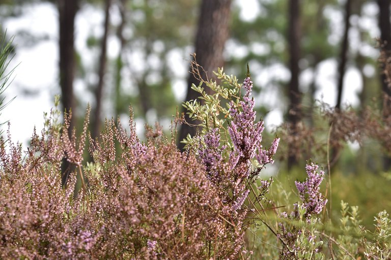 heather flowers october 2.jpg