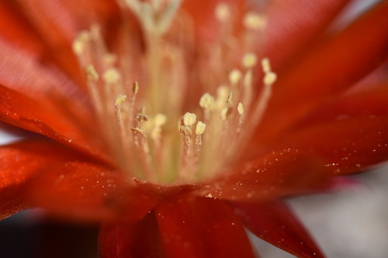 Aylostera heliosa var. condorensis flower 2021 3.jpg