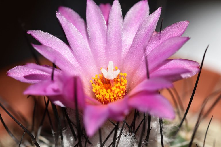 Turbinicarpus Viereckii 2022 2.jpg