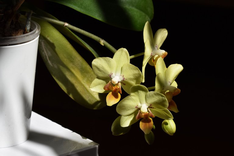 mini orchid flower yellow 2022.jpg