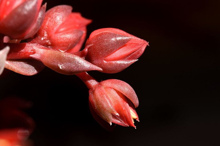 echeveria black prince flowers macro 3.jpg