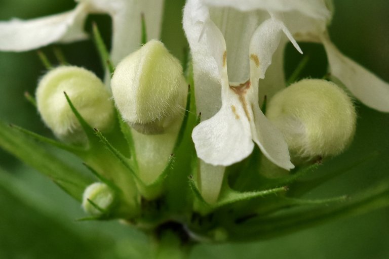 White Dead-Nettle flowers 2.jpg