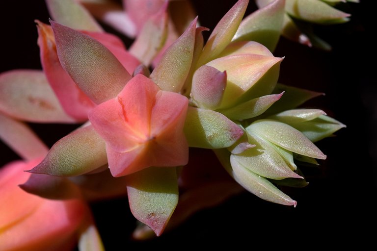 Echeveria Mandala flower 2.jpg