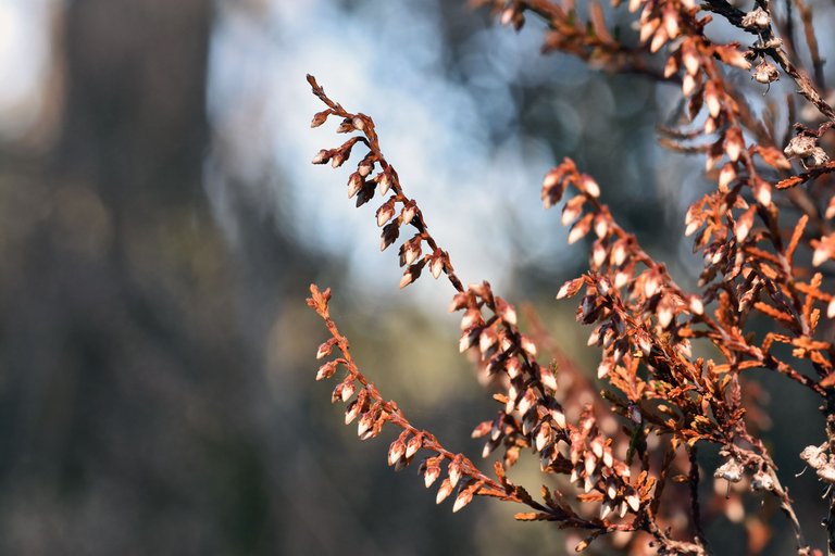 dry heather milk bokeh 1.jpg