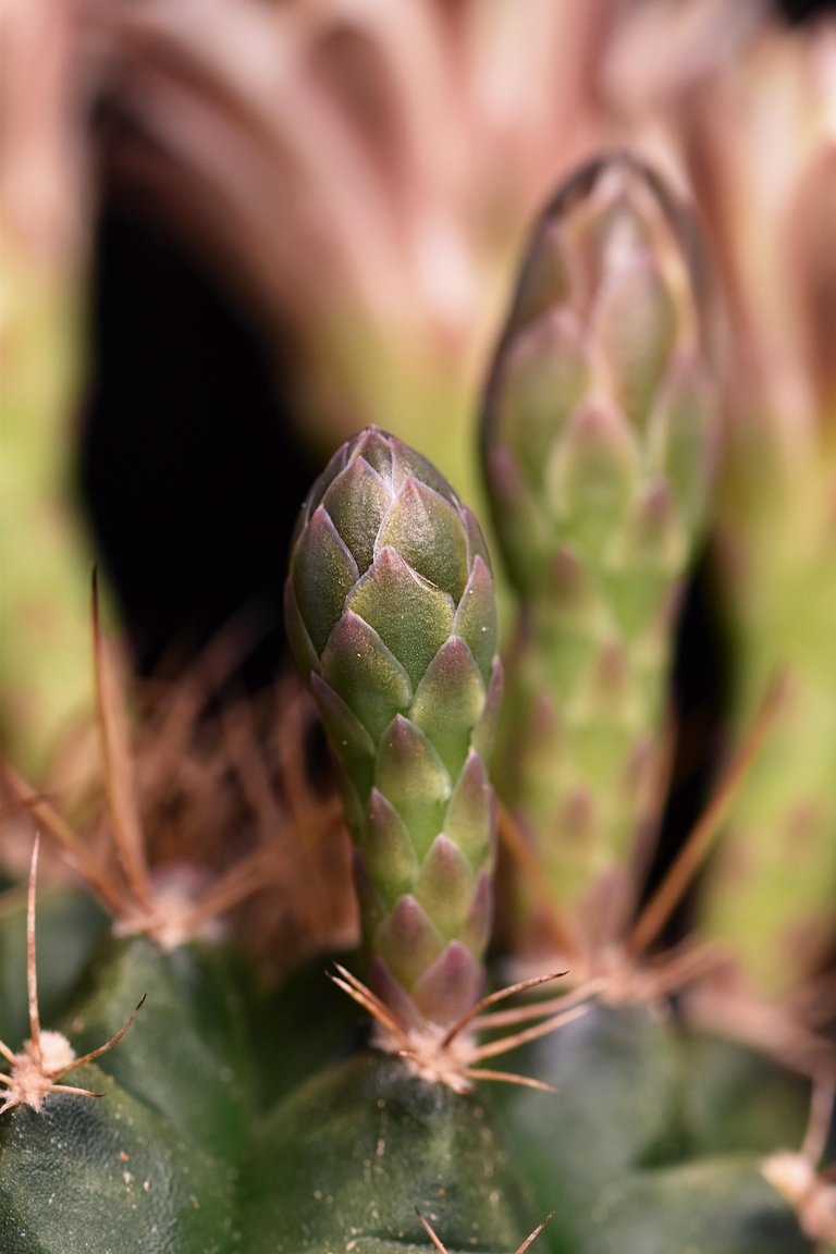 Gymnocalycium white flower 2025 6.jpg