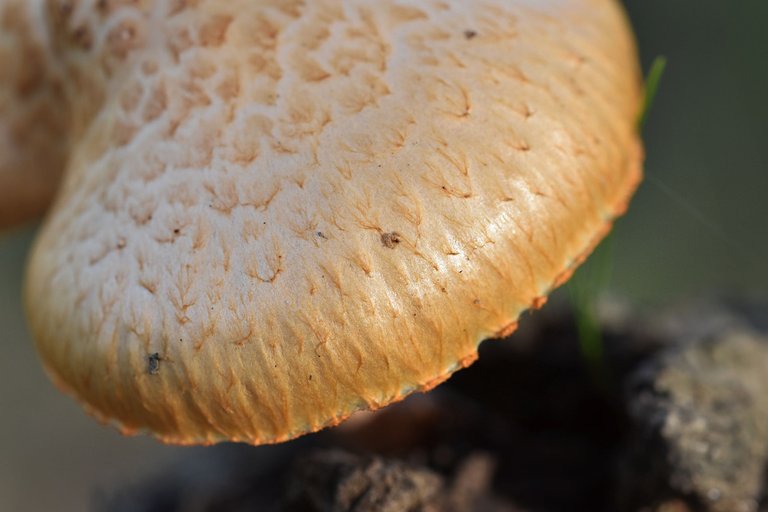 Gymnopilus suberis orange mushrooms pt  6.jpg