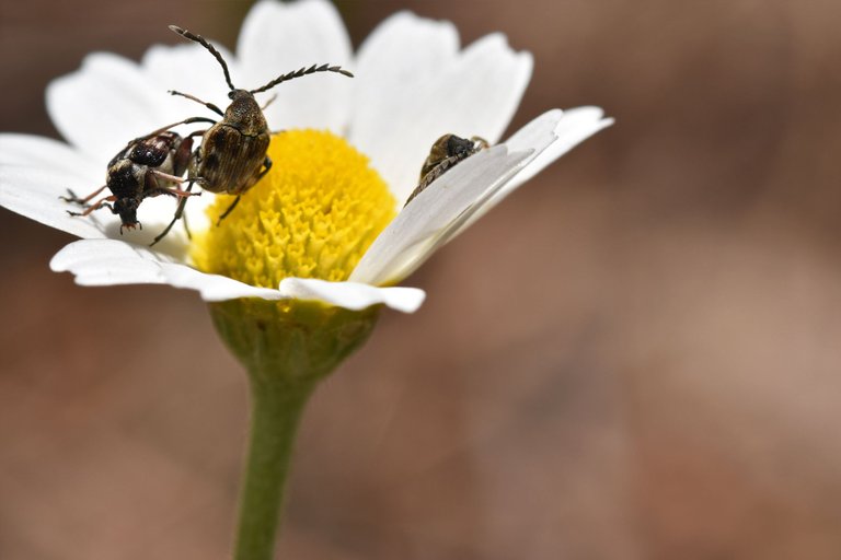 Small beetles daisy 9.jpg