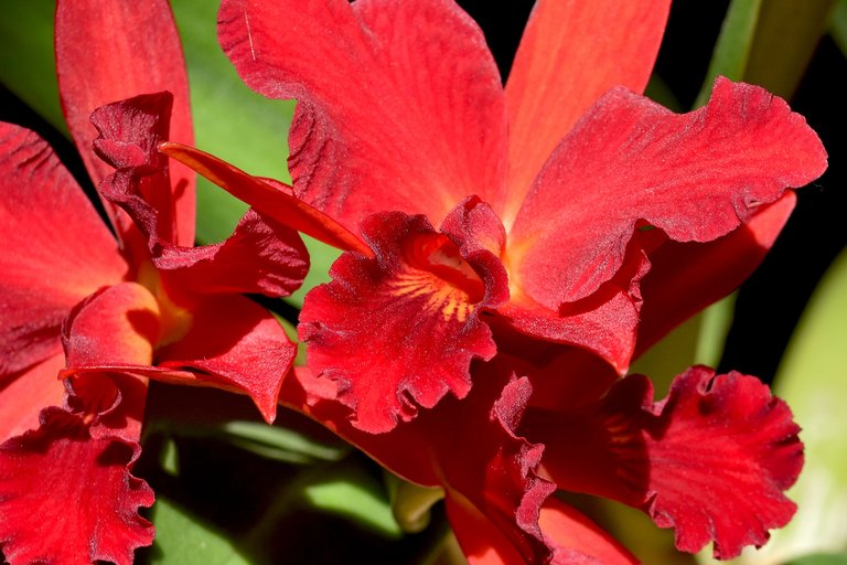 Sophrolaeliocattleya Jewel Box 'Dark Waters' 2023 6.jpg