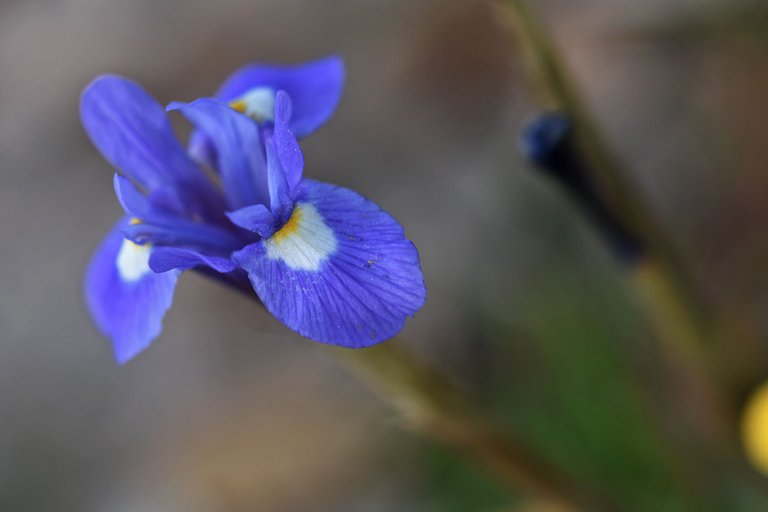 Gynandriris sisyrinchium wild iris 1.jpg