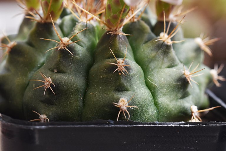 Gymnocalycium white flower 2025 10.jpg