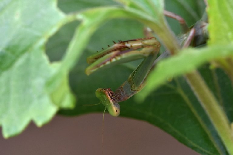 green mantis 6.jpg