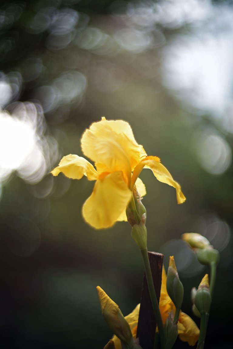 yellow Iris helios pl  2.jpg