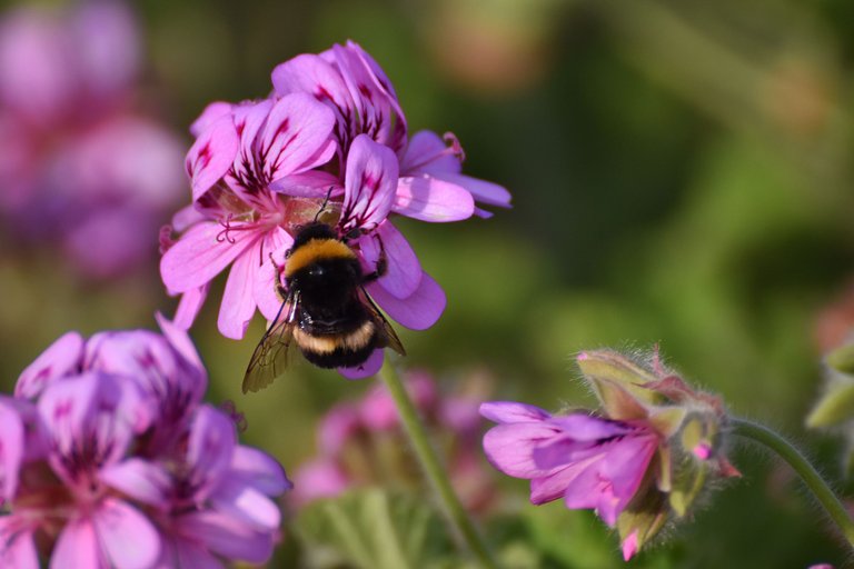 Bumblebee pelargonium 5.jpg