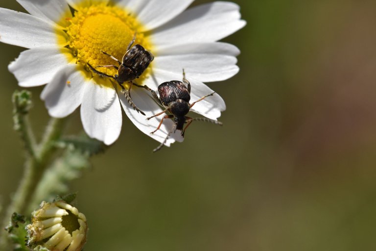 Small beetles daisy 12.jpg