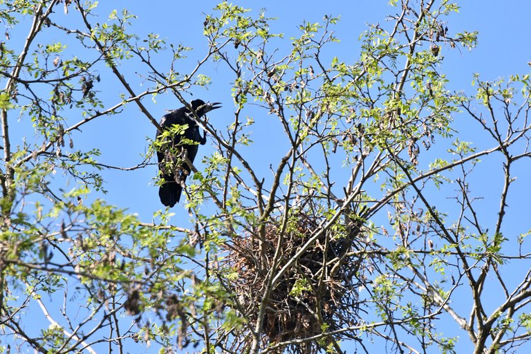 crow nests park 6.jpg