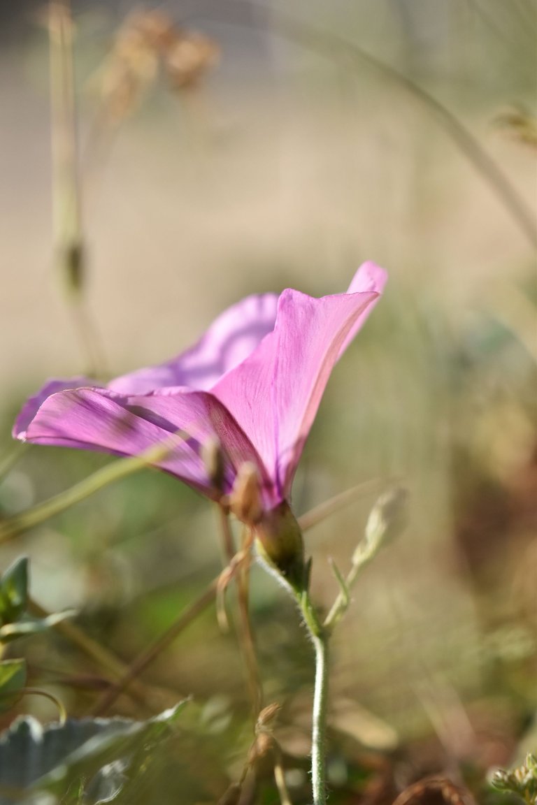 Convolvulus althaeoides pink 7.jpg