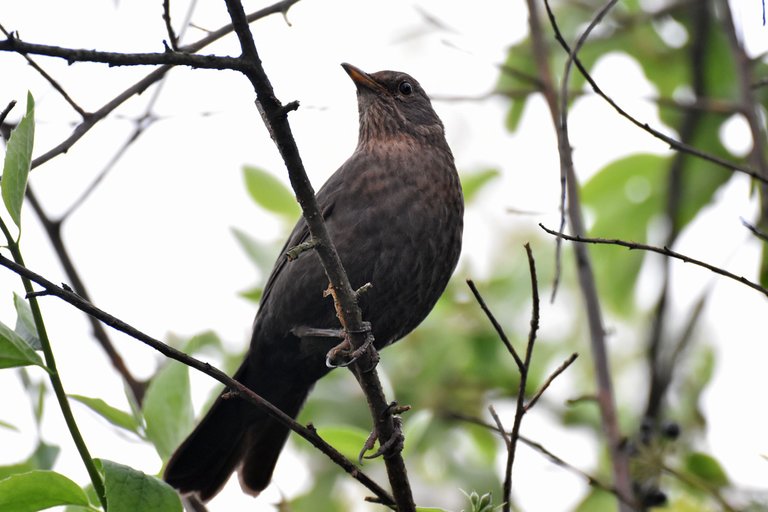 blackbird female pl 12.jpg
