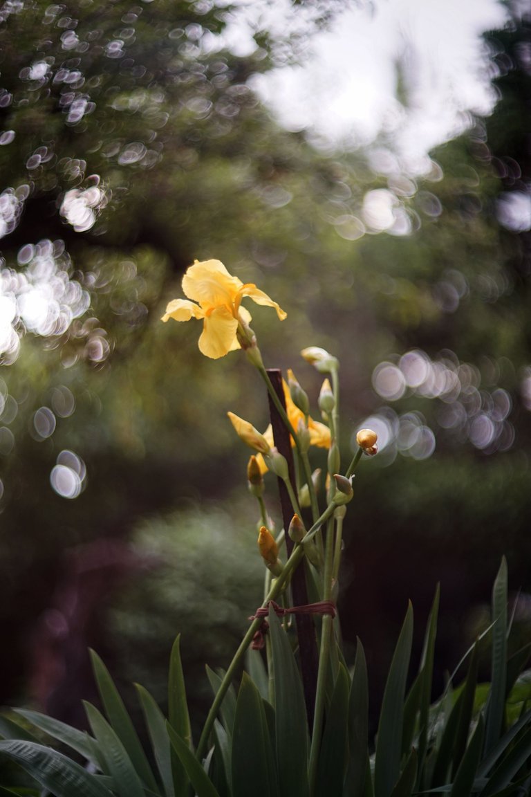 yellow Iris helios pl 3.jpg