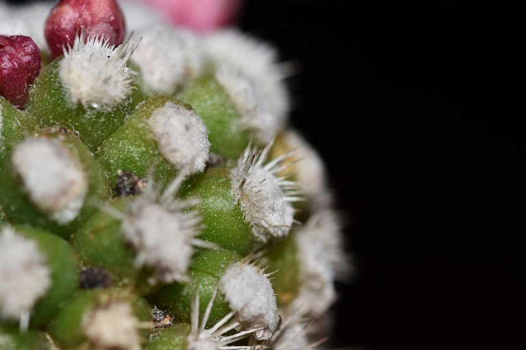 Mammillaria gracilis Arizona Snowcap 2021 5.jpg