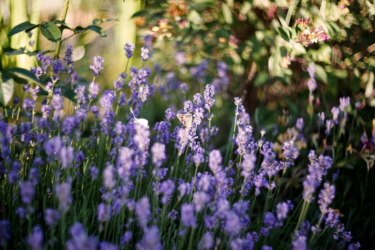 lavender butterflies garden helios 2.jpg