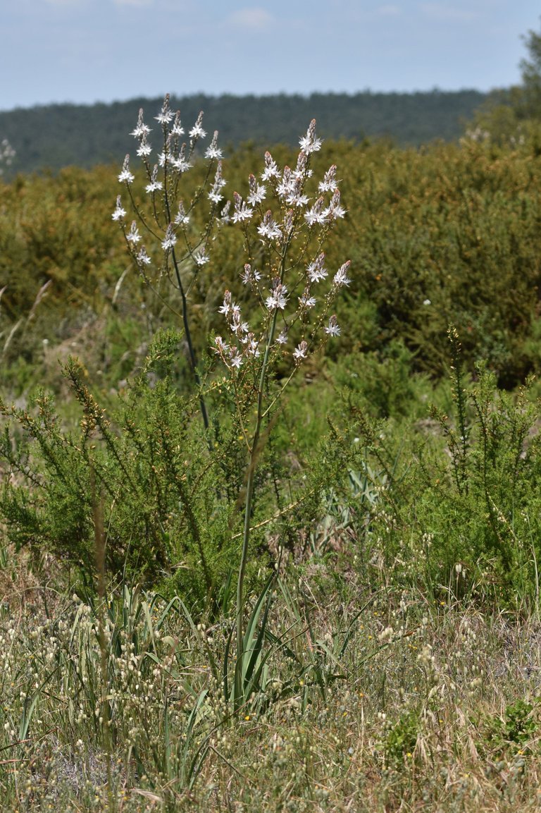 Asphodelus ramosus flowers 4.jpg