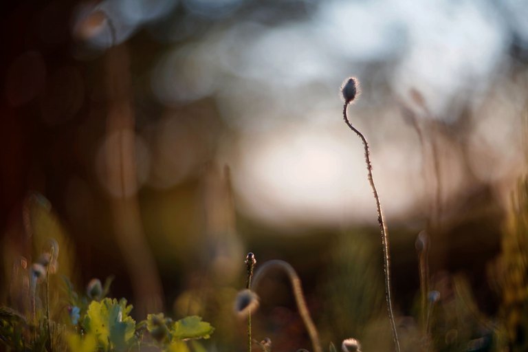 poppies helios bokeh pl 5.jpg