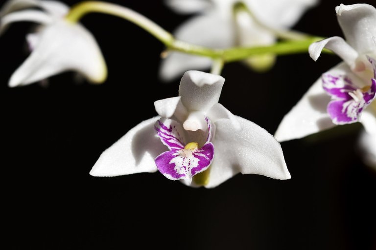 Dendrobium kingianum var. Silcockii 2023 3.jpg