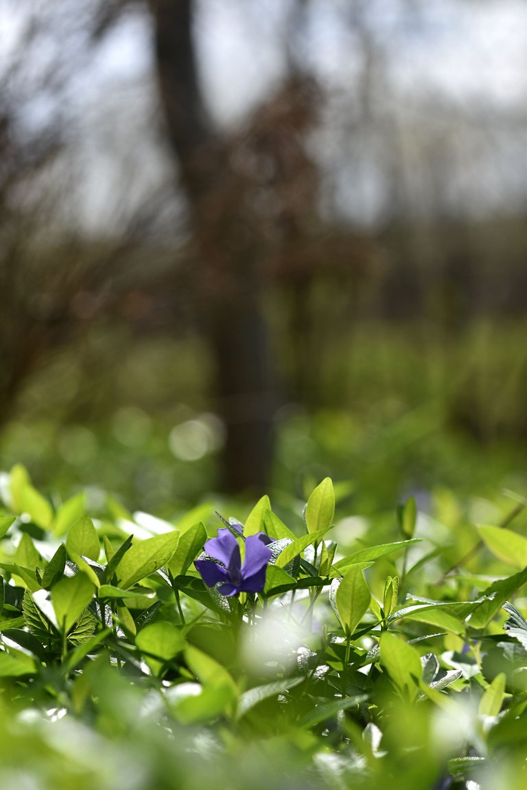 periwinkle orchard 7.jpg