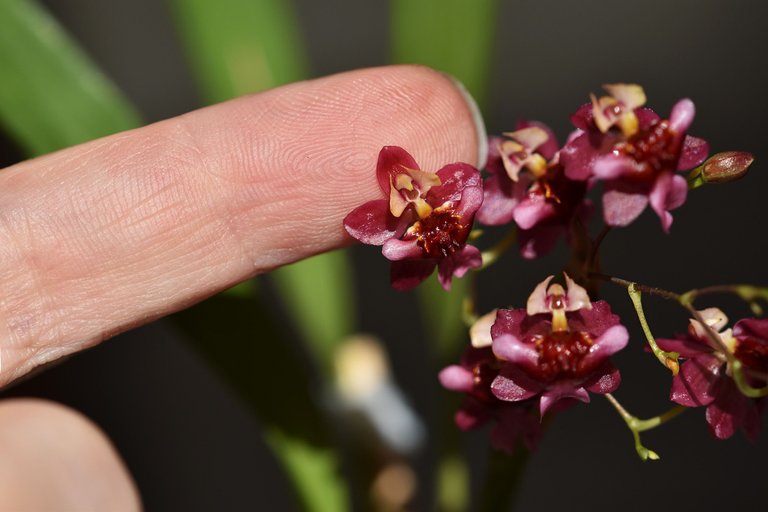 Oncidium Twinkle booms 2023 3.jpg