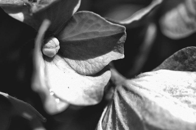 hydrangea bw 1.jpg