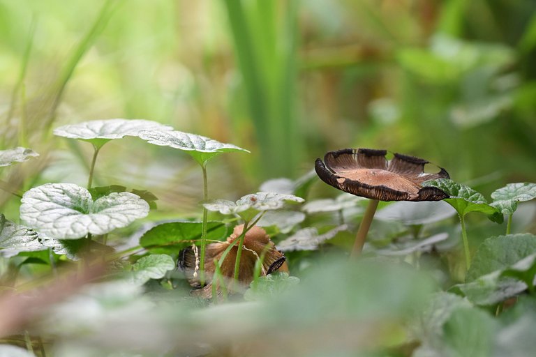 mushrooms garden grass 3.jpg