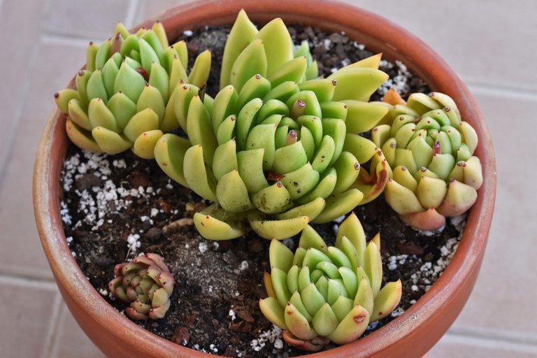 Echeveria Agavoides 2023 17 repot.jpg