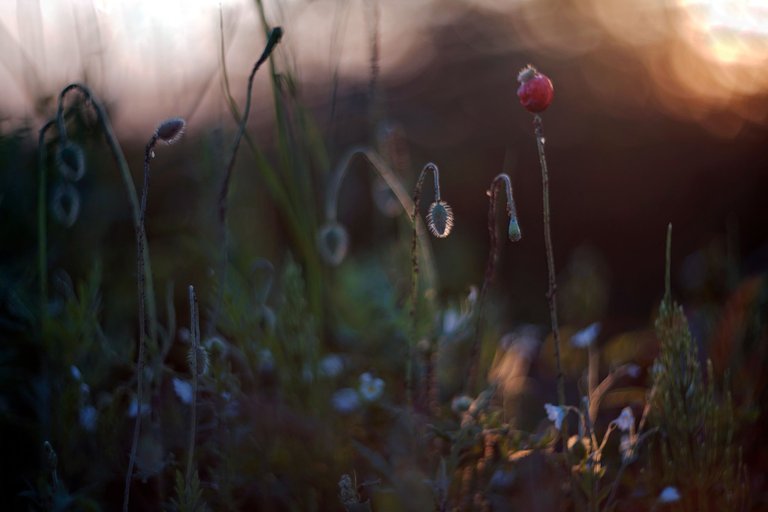 poppies helios bokeh pl 1.jpg