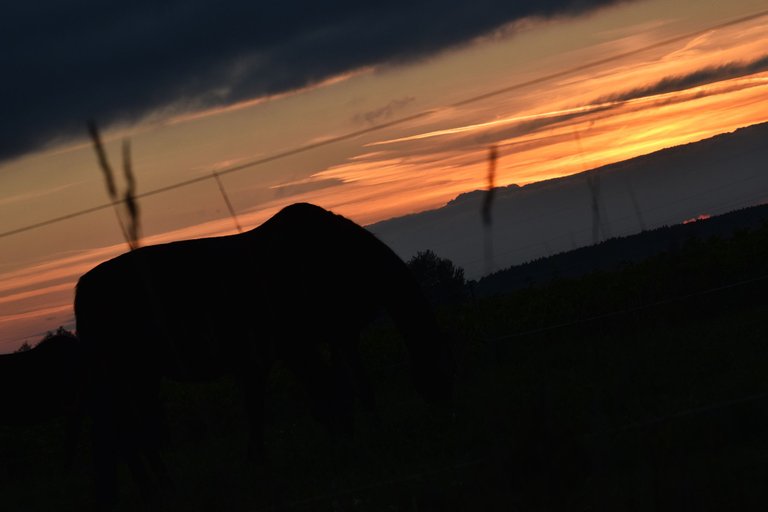 sunset pl horses 2.jpg