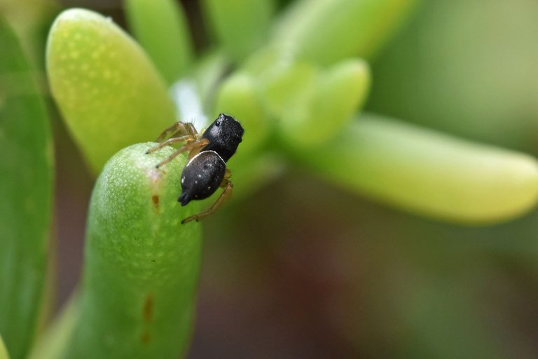 black jumping spider ice plant 5.jpg