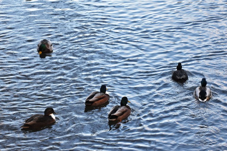 ducks park 5.jpg